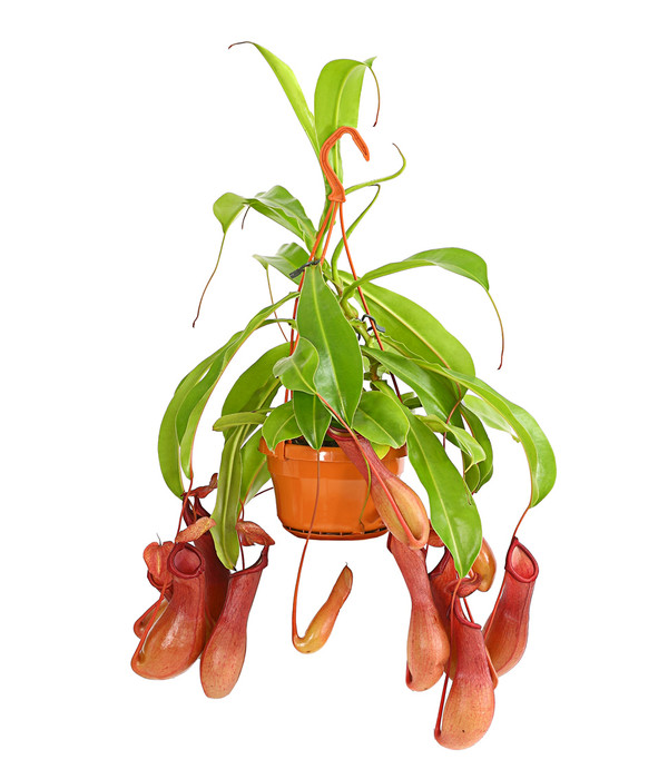 Kannenpflanze - Nepenthes Alata, Ampel | Dehner