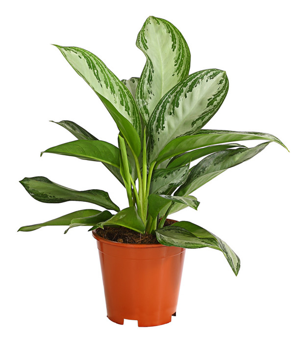 Kolbenfaden Aglaonema commutatum 'Silver Bay' Dehner
