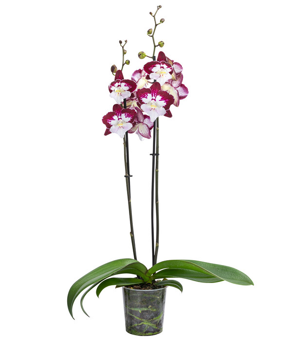 Dehner Schmetterlingsorchidee Art Nouveau - Zweitriebige Phalaenopsis 40-50 Cm Im 12 Cm Topf