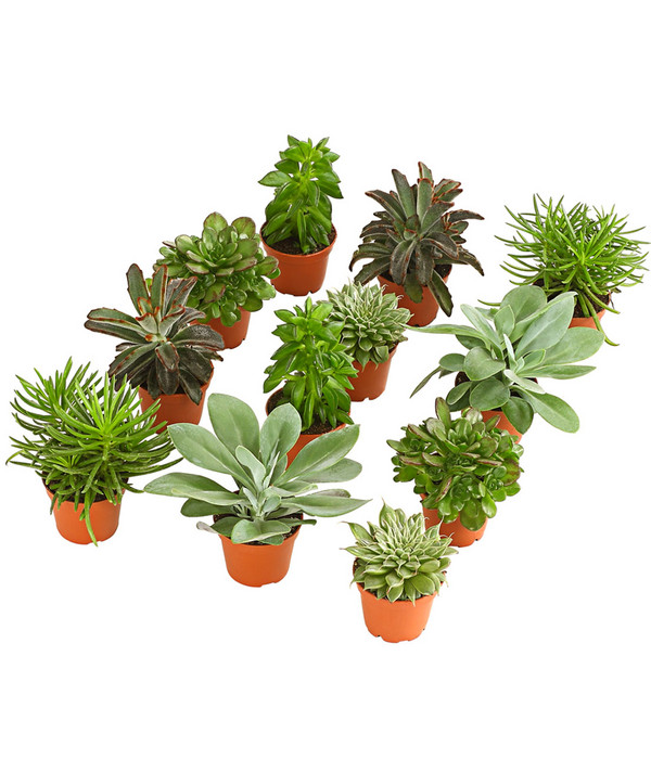 Sukkulenten, verschiedene Sorten