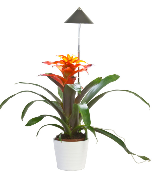 Mehr Licht für Zimmerpflanzen: Die ideale Pflanzenlampe