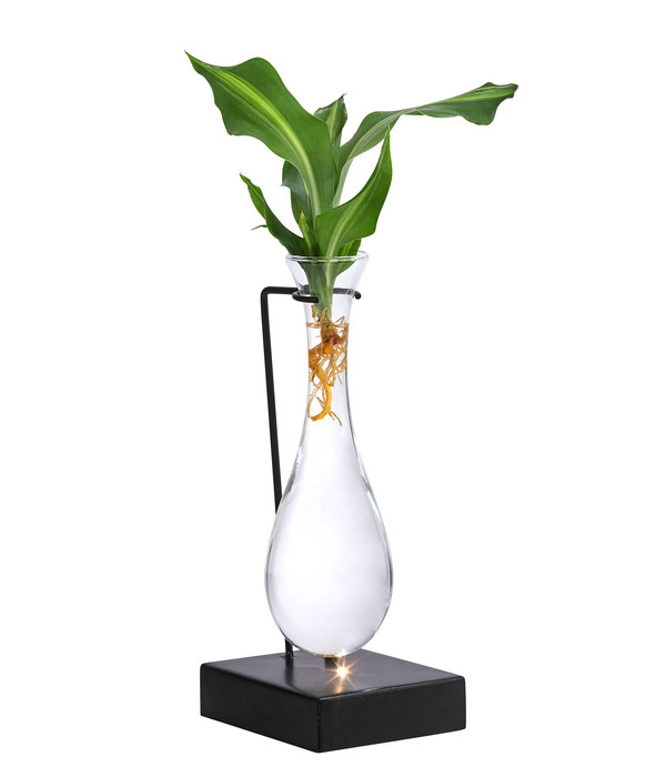 Waterplant Drachenbaum im Glas Dracaena fragrans 'Burley', mit LED