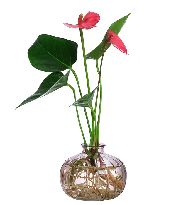 Waterplant Flamingoblume im rosa Glas Anthurium 'Rosa Champion' Dehner