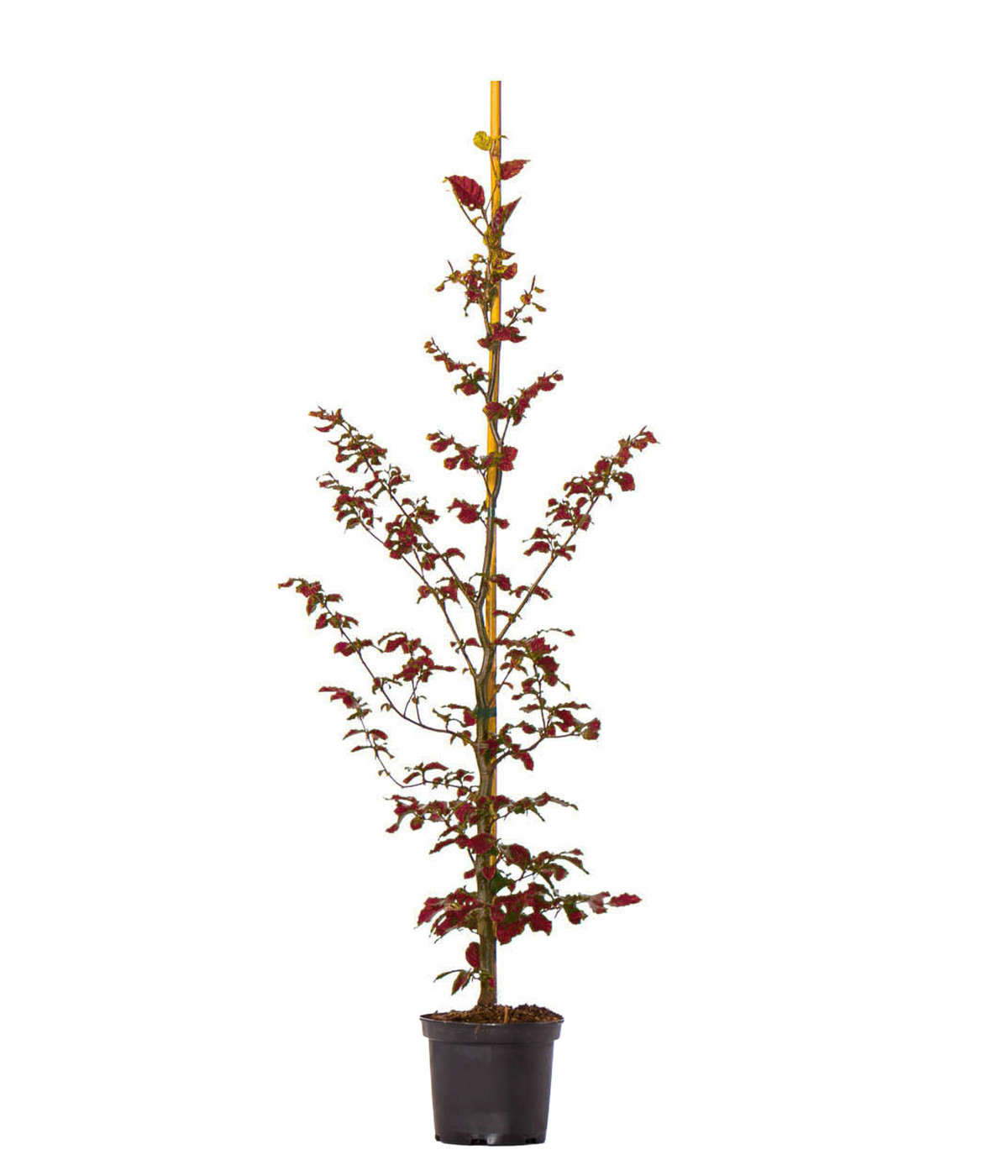 20 Meter Blutbuche ‘Purpurea‘, 100 x 100125 cm Dehner