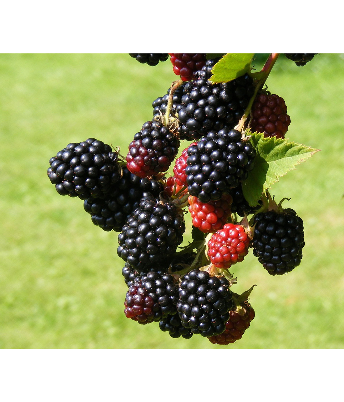 Brombeere 'Reuben' Dehner