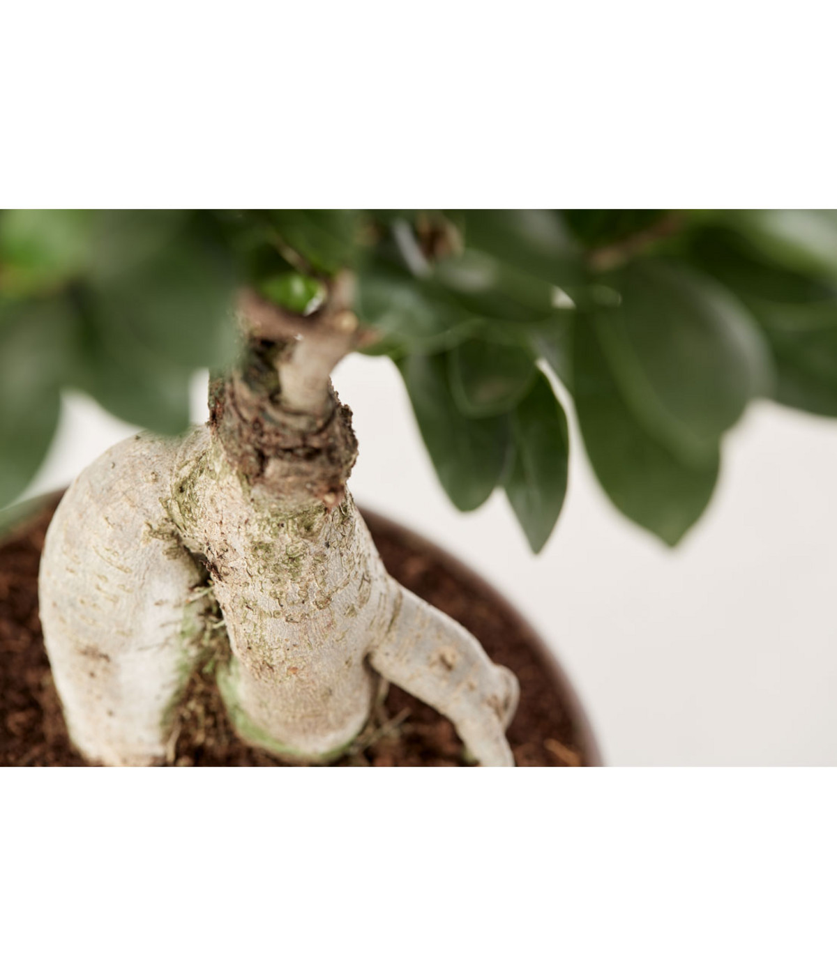 Chinesische Feige Ficus microcarpa 'Ginseng', Schale Dehner