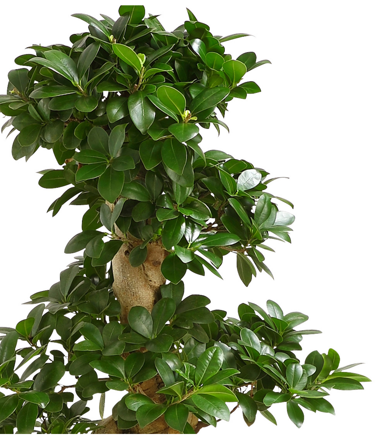 Chinesische Feige Ficus microcarpa 'Ginseng' Dehner