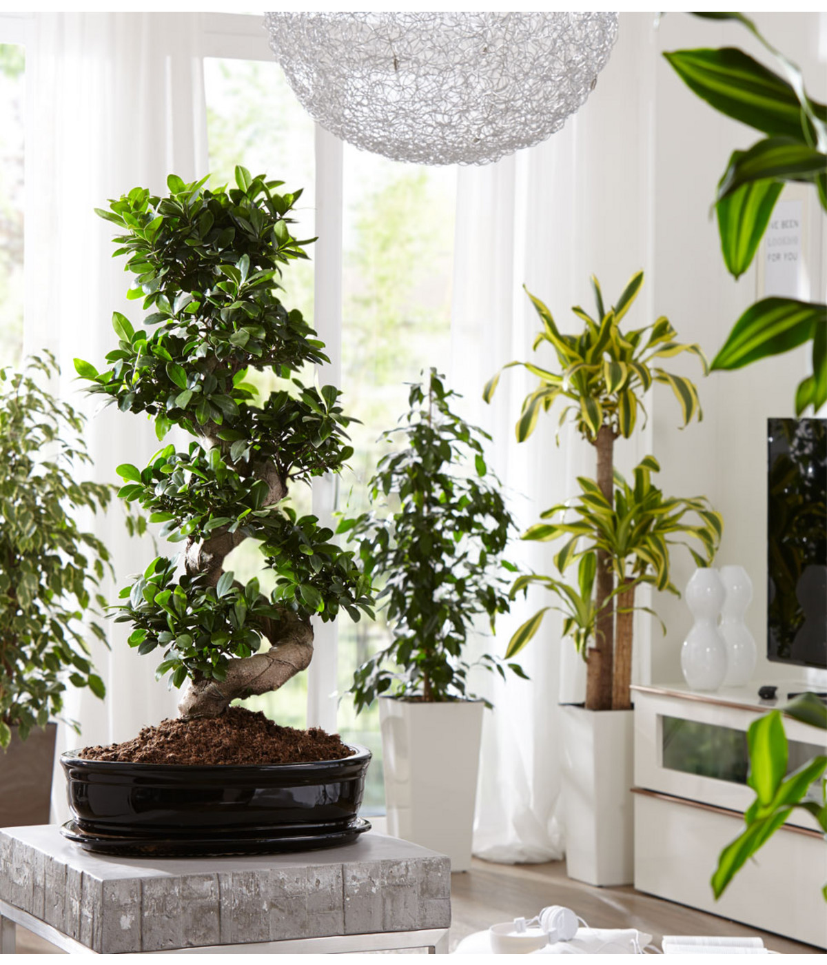 Chinesische Feige Ficus microcarpa 'Ginseng' Dehner