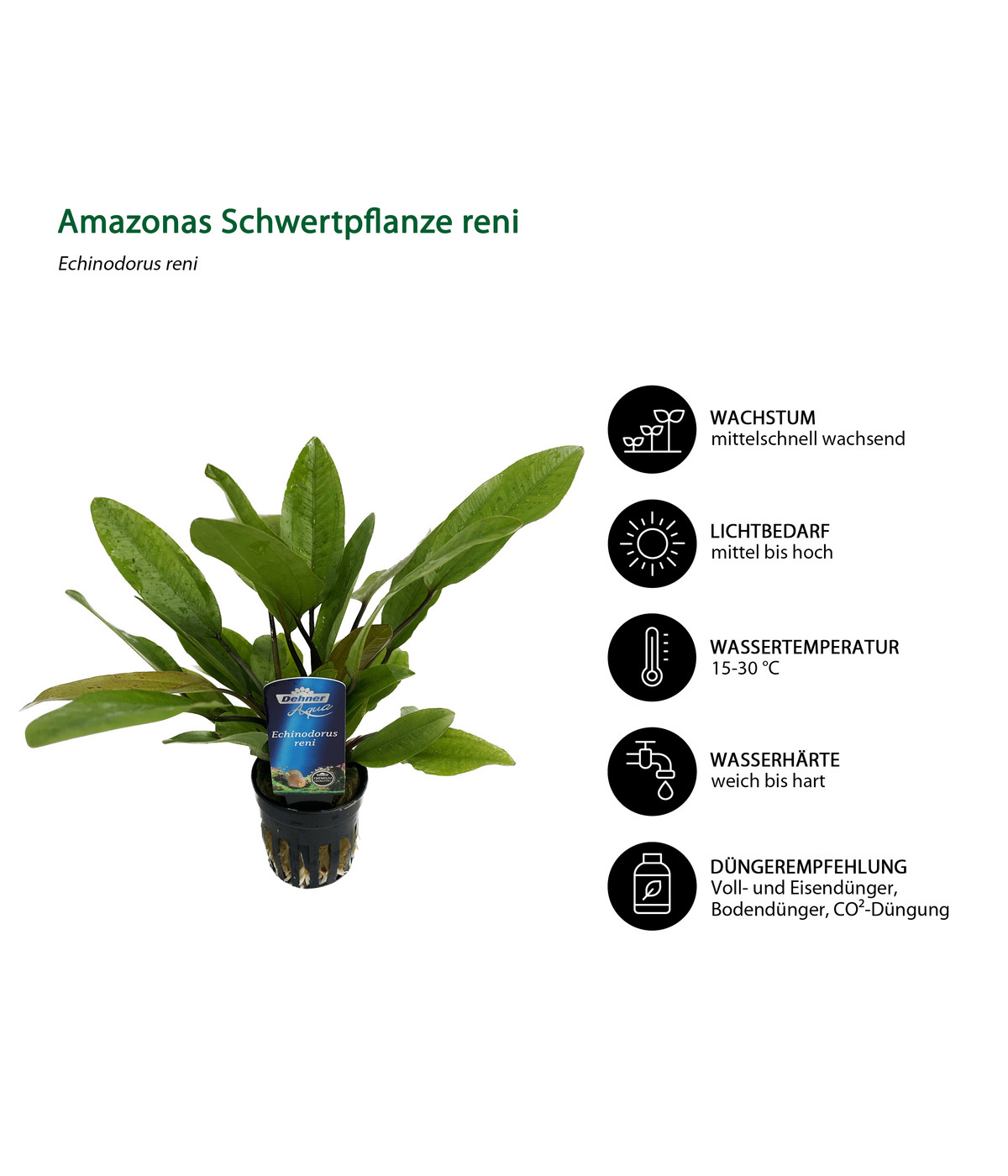 Dehner Aqua AquarienpflanzenSet für 80 LiterAquarien Einsteiger, 14