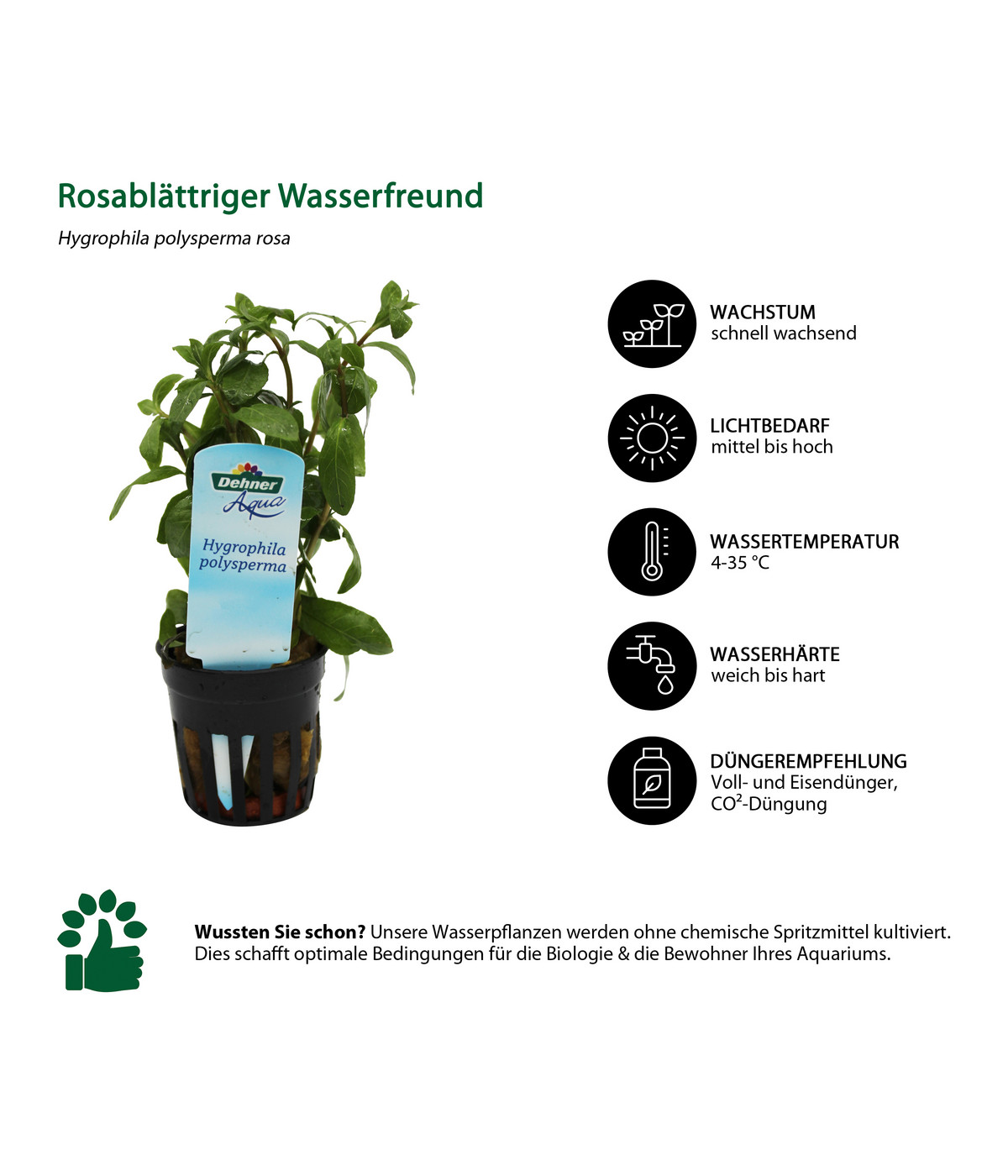 Dehner Aqua AquarienpflanzenSet für NanoAquarien, 10teilig Dehner