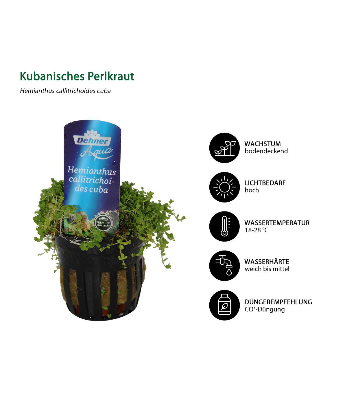 Dehner Aqua AquarienpflanzenSet für NanoAquarien, 10teilig Dehner