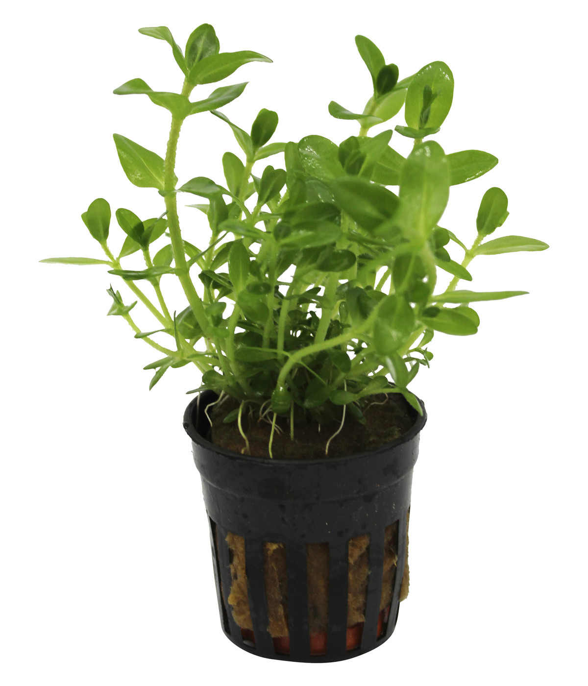 Dehner Aqua CarolinaFettblatt Bacopa caroliniana Dehner