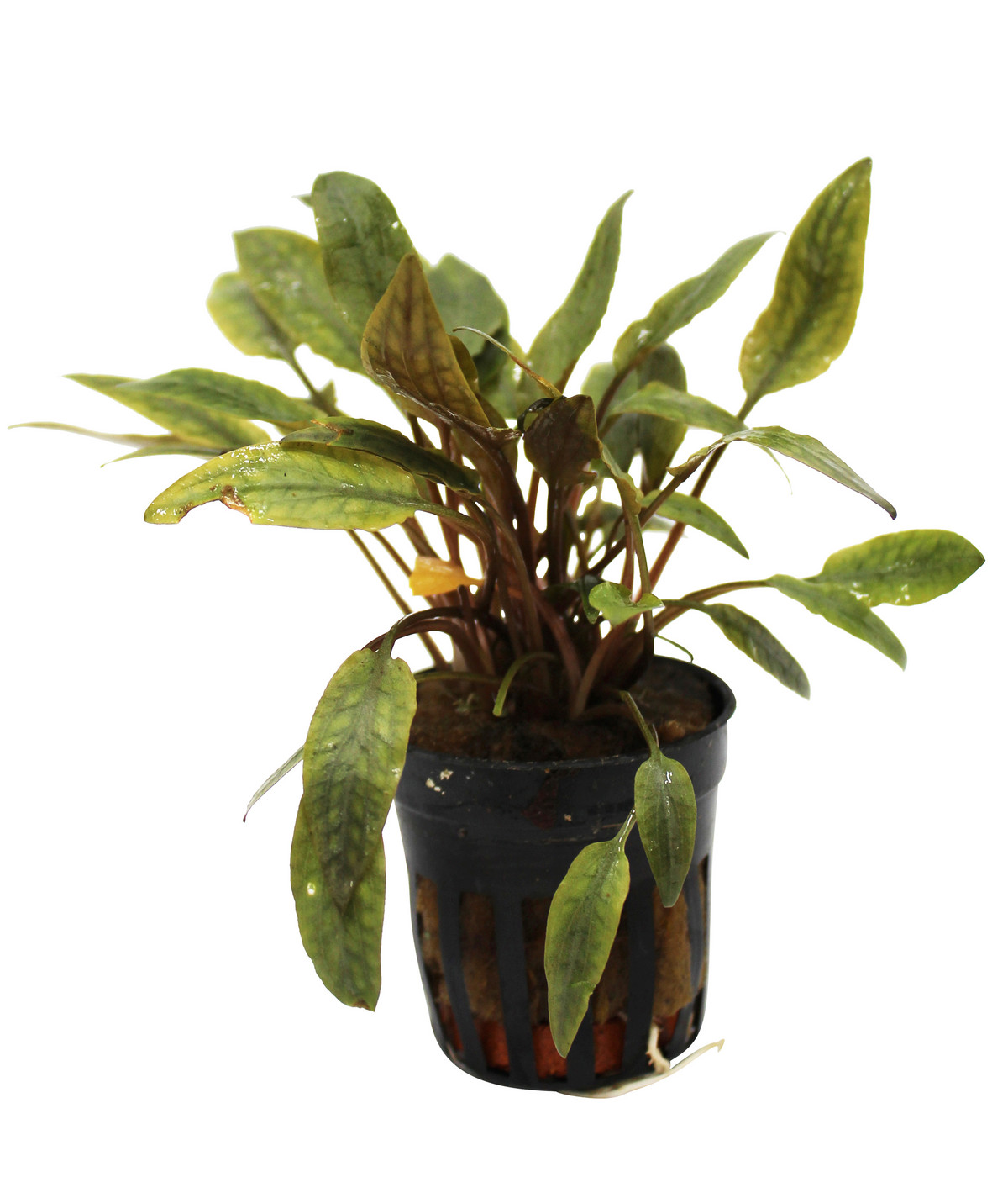 Radice Di Mangrove Extra Large Dehner Aqua - Decorazione Per Acquari 80-90cm - Foto 8