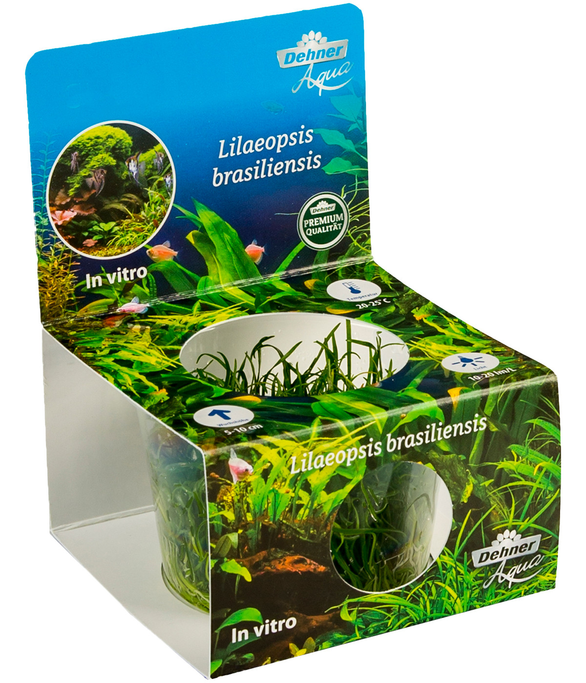 Dehner Aqua Premium Brasilianische Graspflanze In vitro Lilaeopsis
