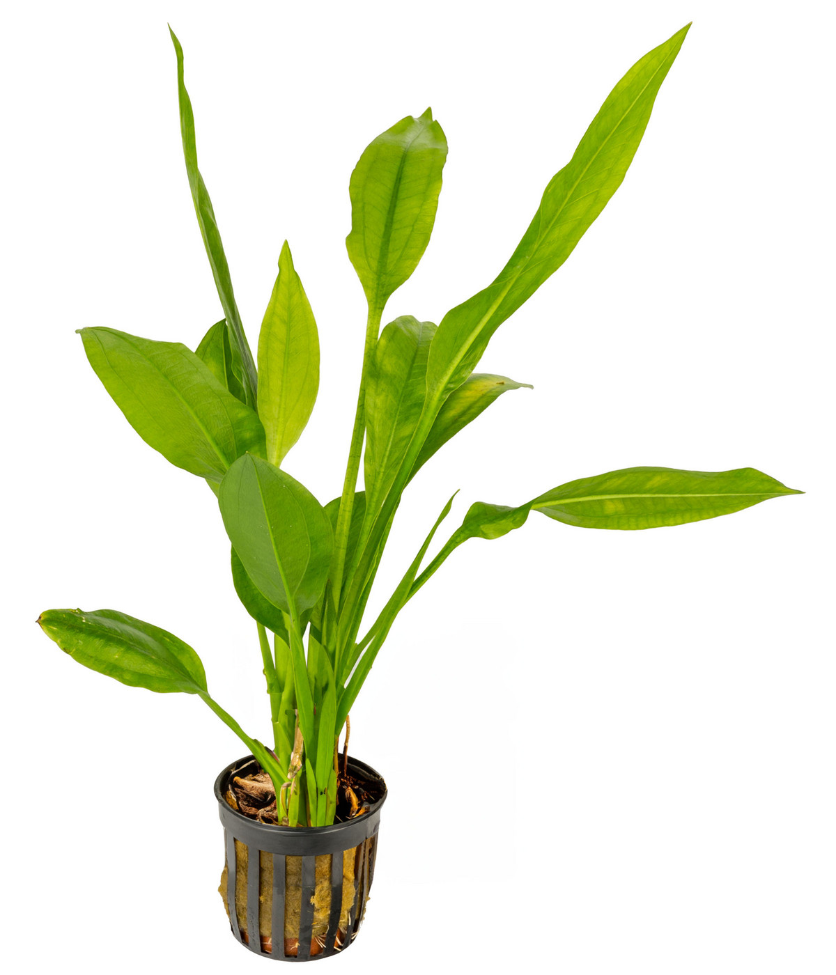 Dehner Aqua Radice Di Mangrove Extra Large Per Acquario - Decorazione Naturale Per Pesci (80-90 Cm, Marrone) - Foto 8