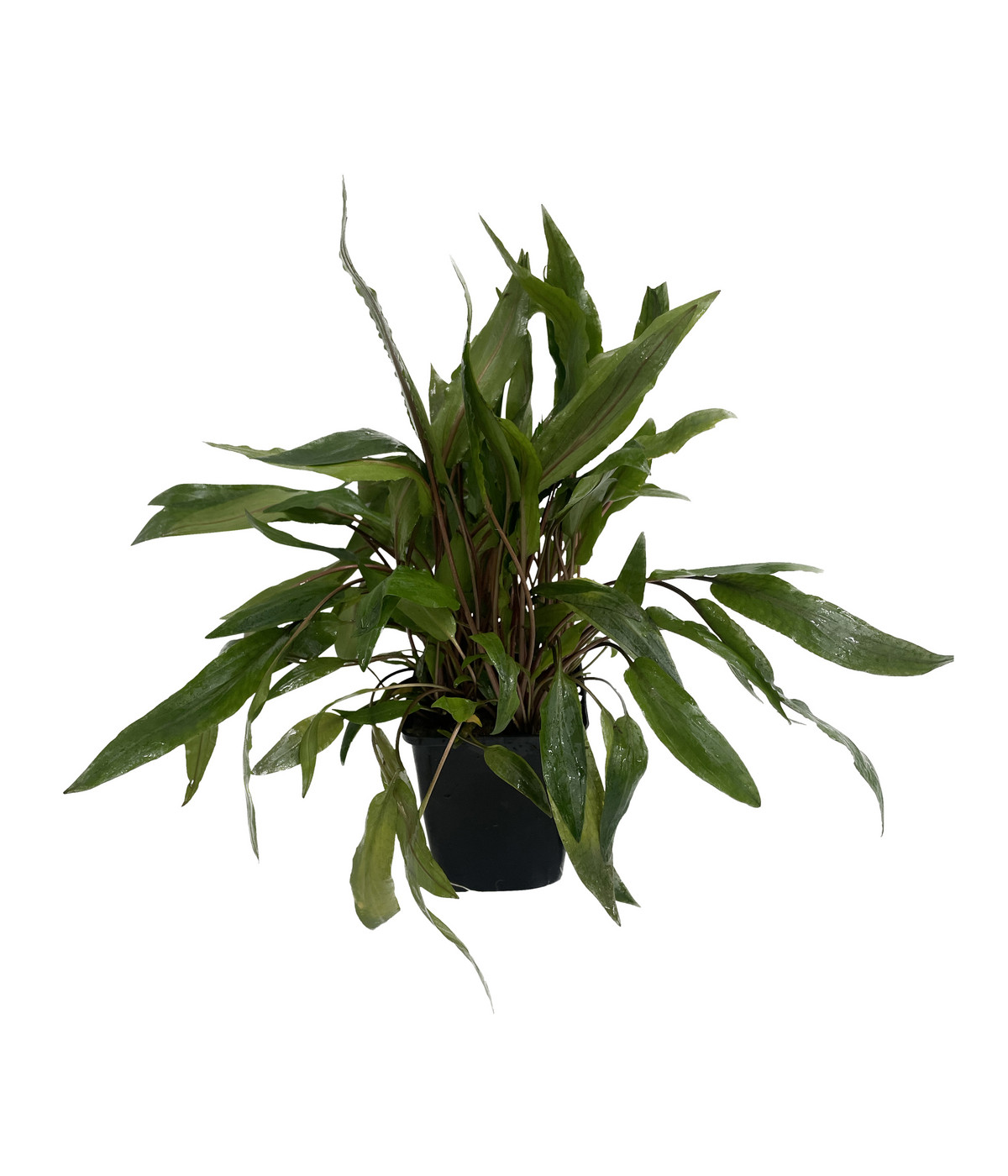 Dehner Aqua Radice Di Mangrove Extra Large Per Acquario - Decorazione Naturale Per Pesci (80-90 Cm, Marrone) - Foto 7