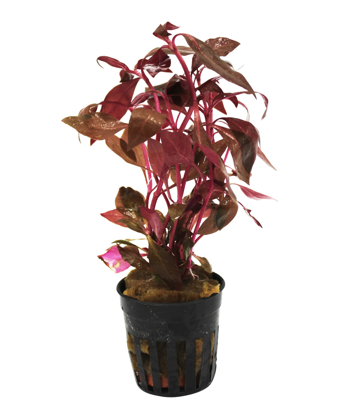 Dehner Aqua Rosa Papageienblatt Alternanthera reineckii pink Dehner