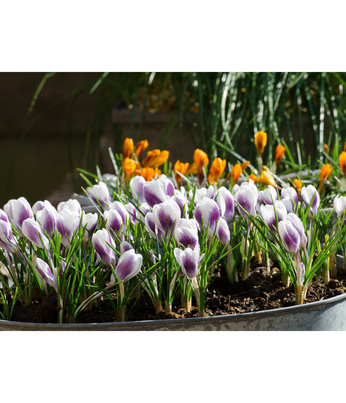 Dehner Blumenzwiebel 5 Monate Blütenpracht, 200 Stk. Dehner