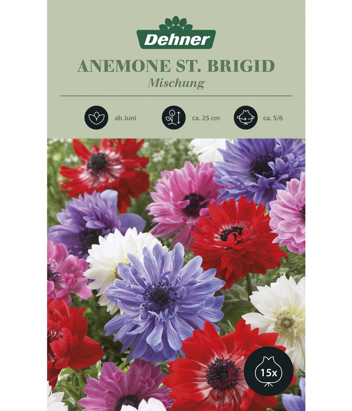 Dehner Blumenzwiebel Anemone 'St. Brigid' Mischung, 15 Stk. Dehner