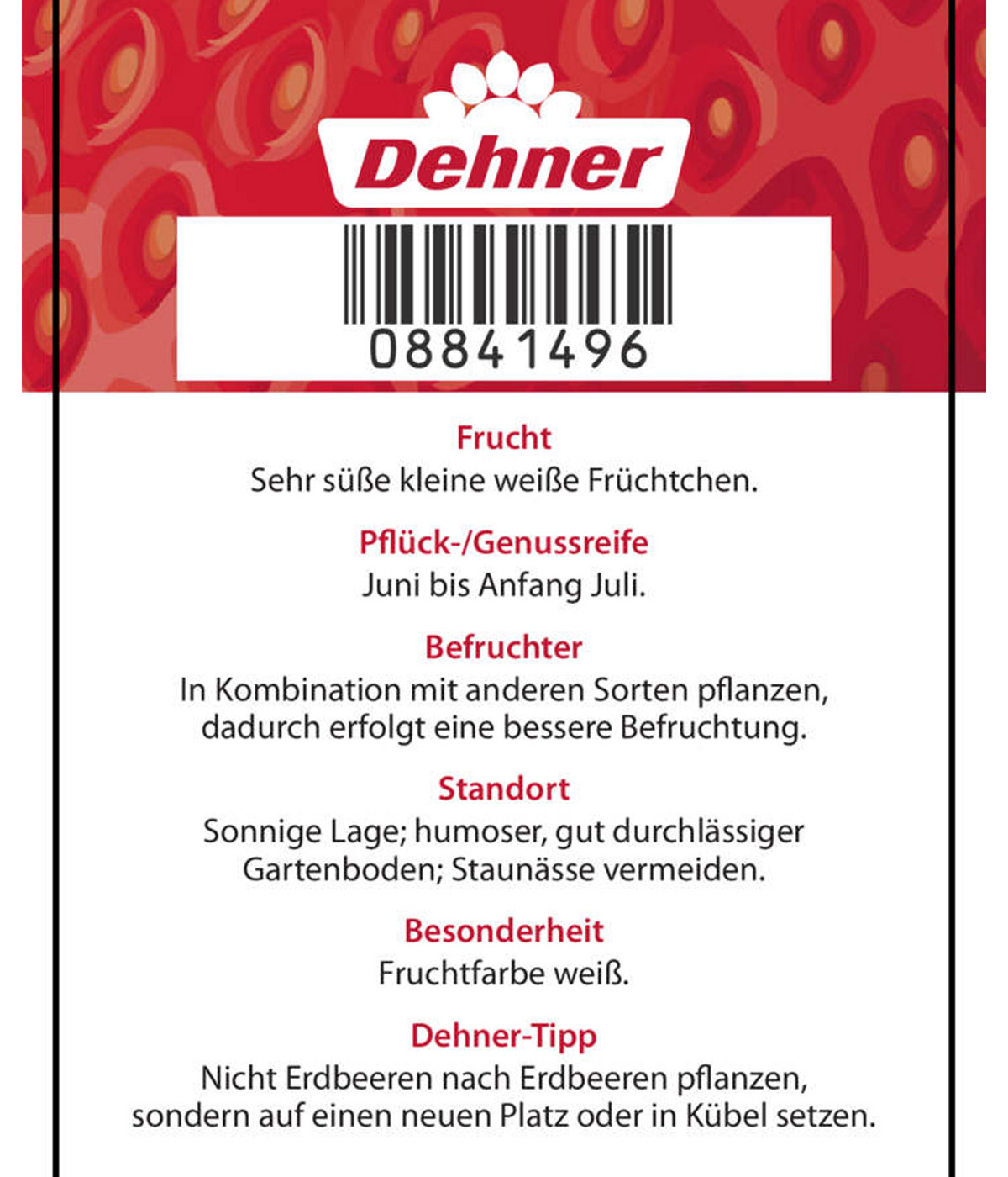 Dehner Erdbeere 'Weiße Ananas' Dehner