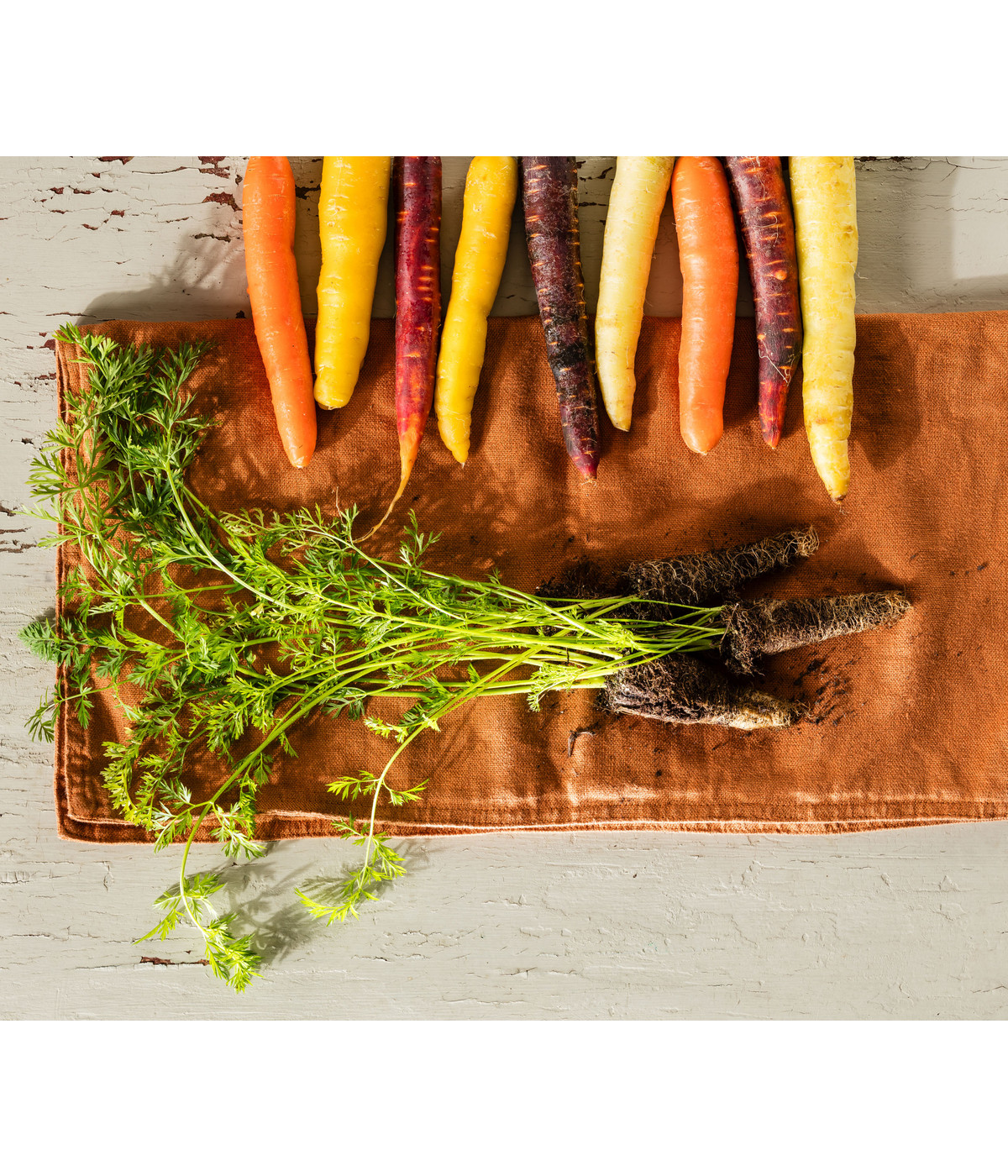 Dehner Gourmet Garten Bunte Möhre, 20er Schale Dehner