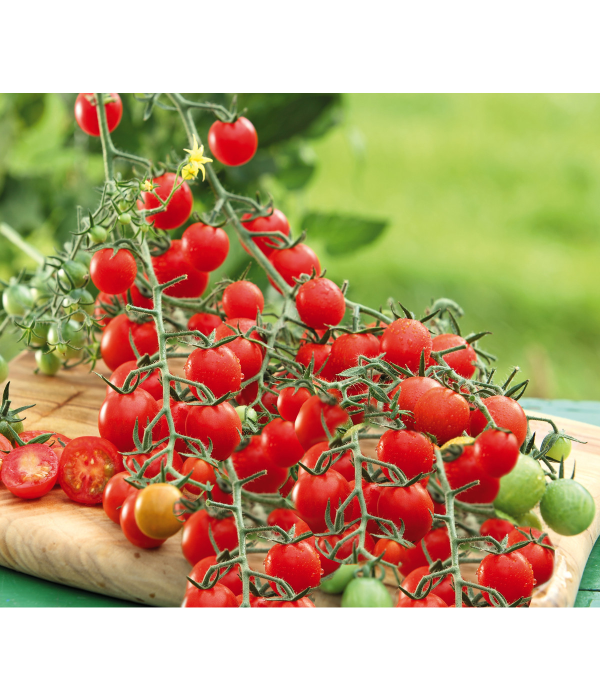 Dehner Gourmet Garten Cherrytomate, veredelt Dehner