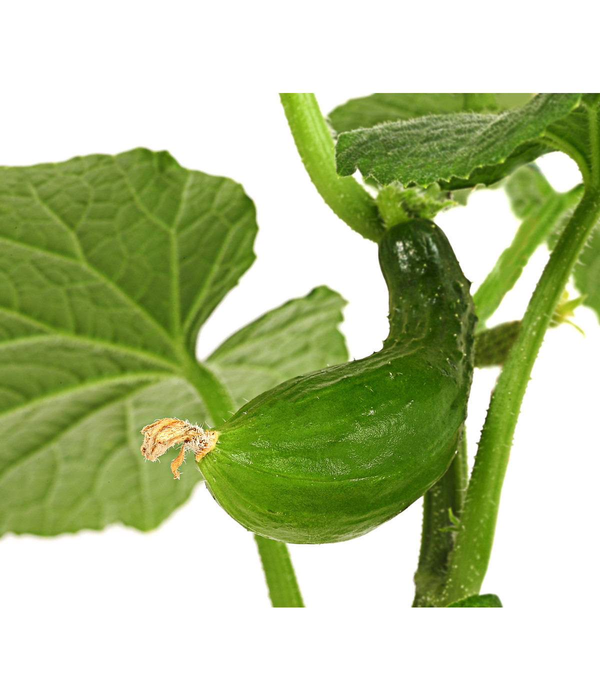 Dehner Gourmet Garten Landgurke, veredelt Dehner