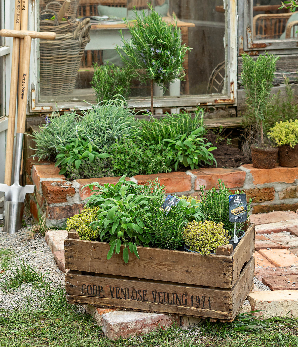 Dehner Gourmet Garten Rosmarin, Stamm Dehner