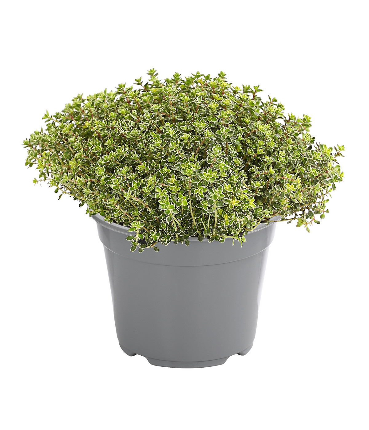 Dehner Gourmet Garten Silberthymian Dehner