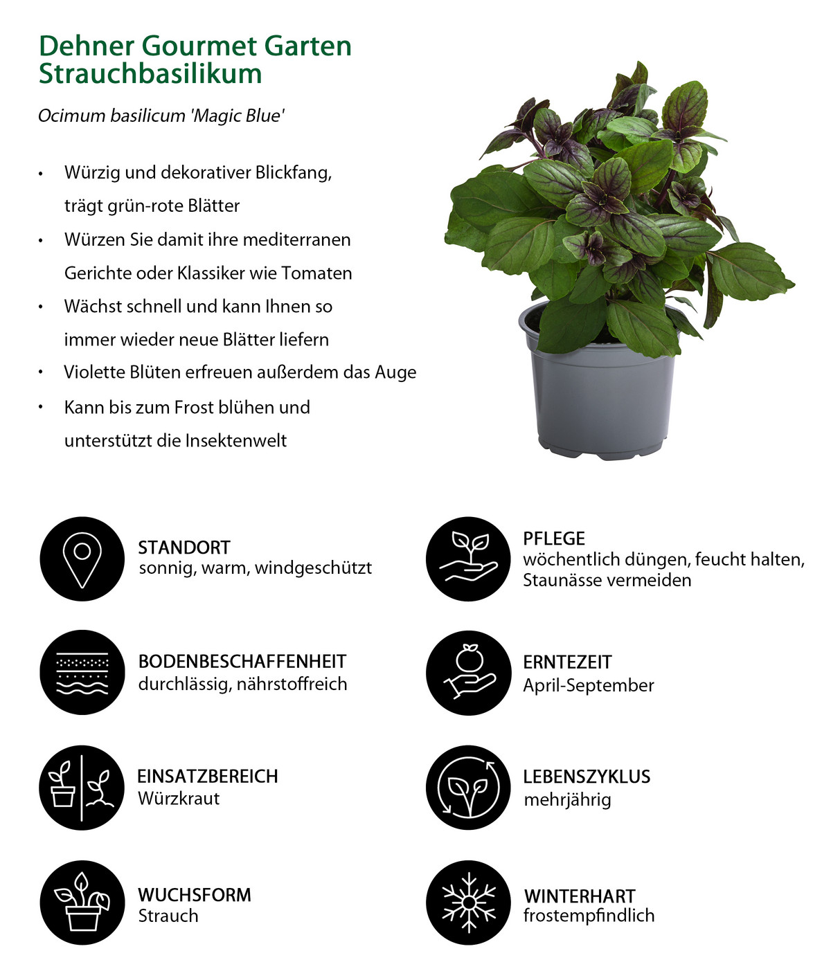 Dehner Gourmet Garten Strauchbasilikum 'Magic Blue' Dehner