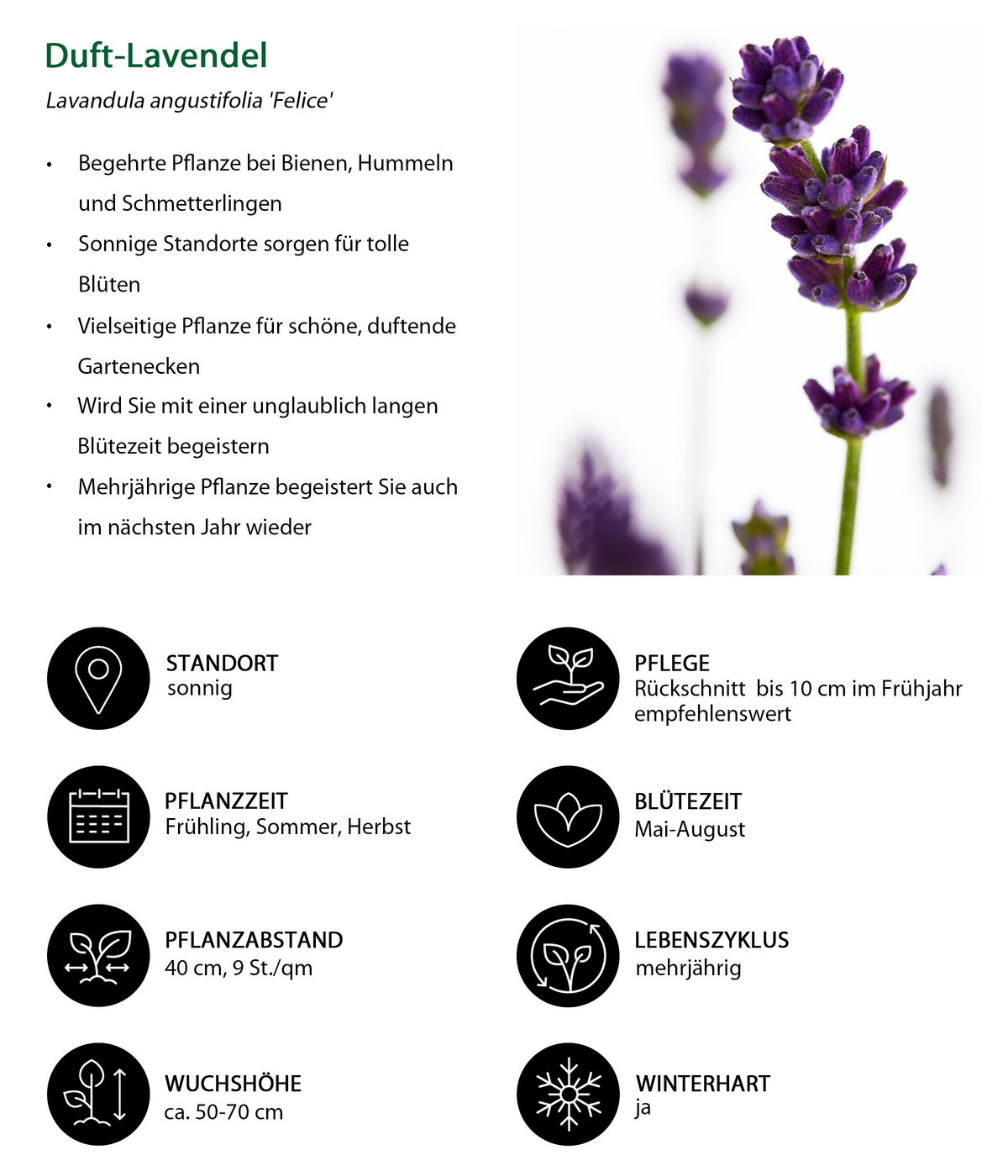 DuftLavendel 'Felice', 4erSet Dehner