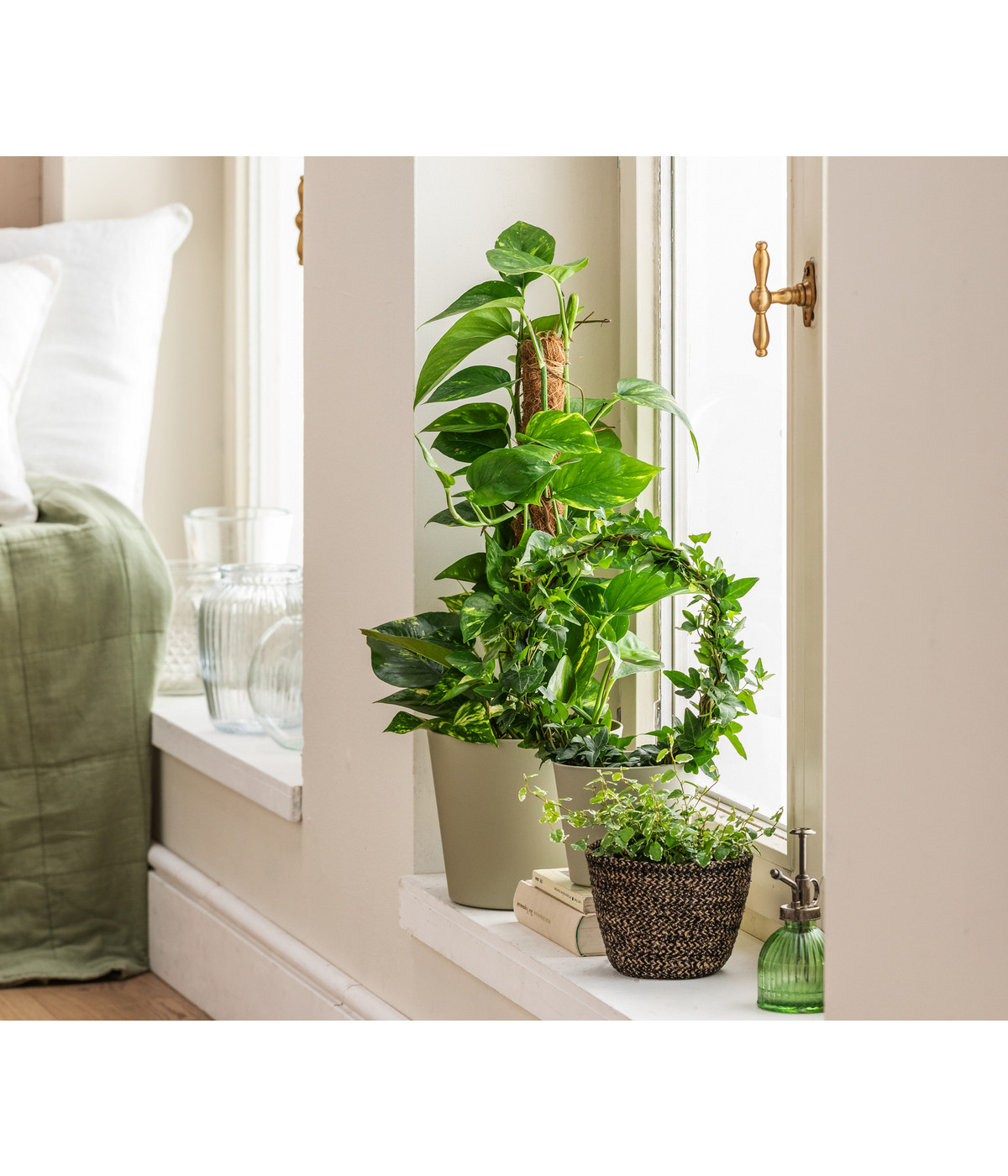 Efeutute Epipremnum aureum 'Torro' am Moosstab Dehner