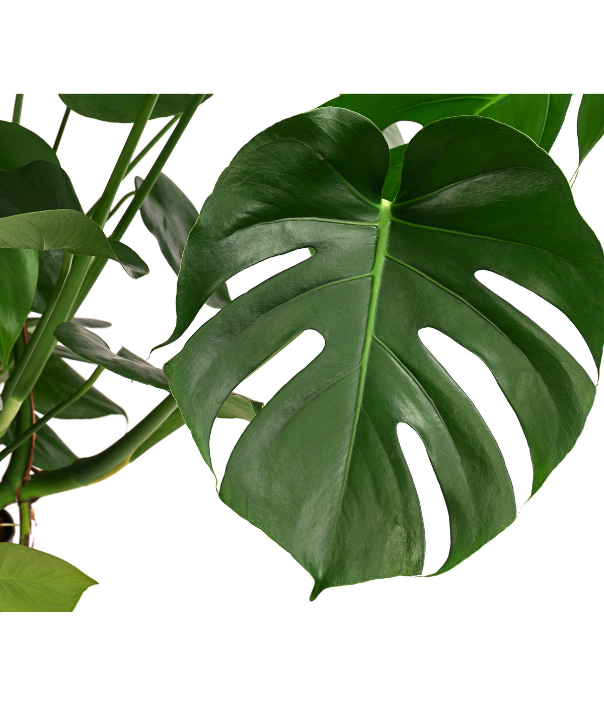 Fensterblatt Monstera deliciosa, Hydrokultur Dehner
