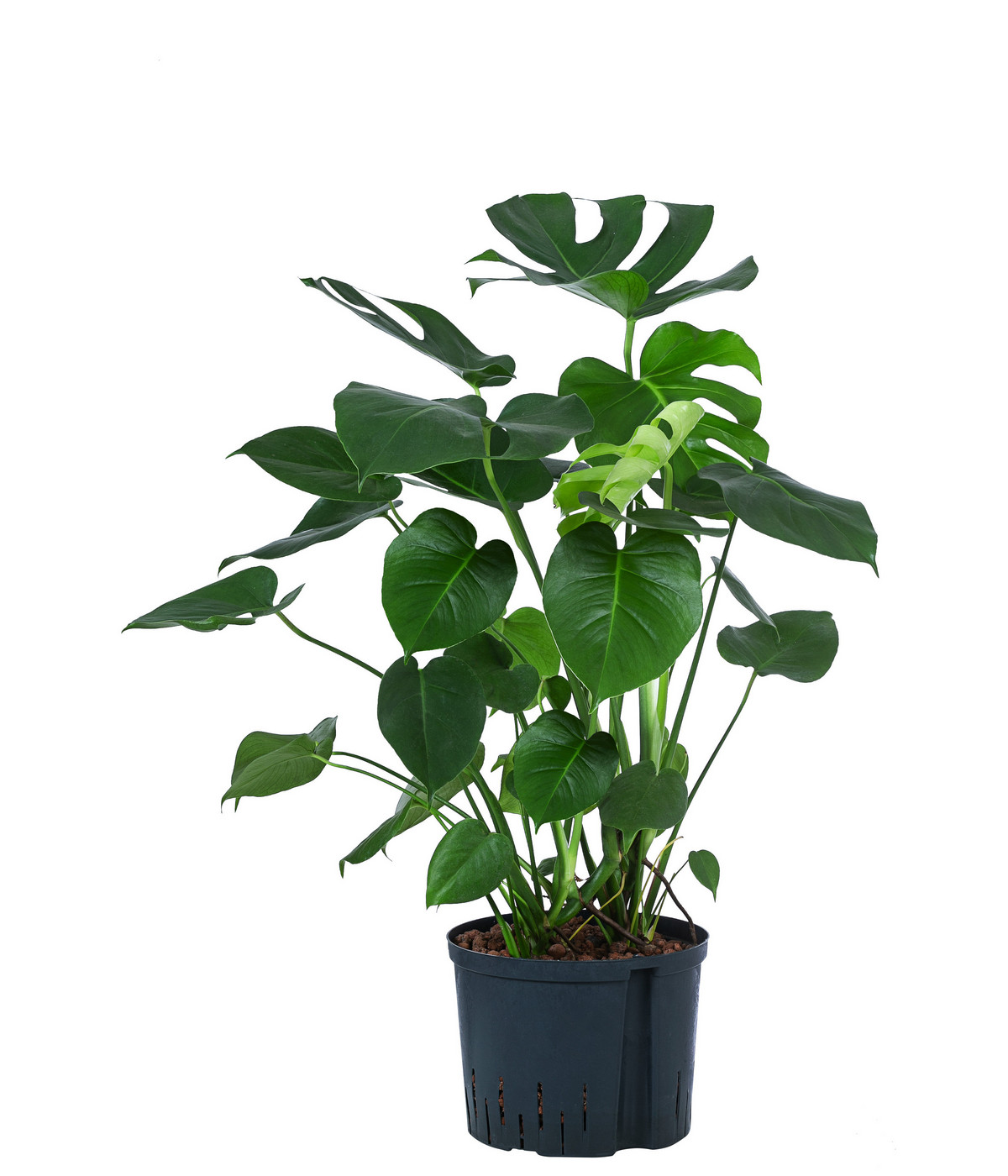 Fensterblatt Monstera deliciosa, Hydrokultur Dehner