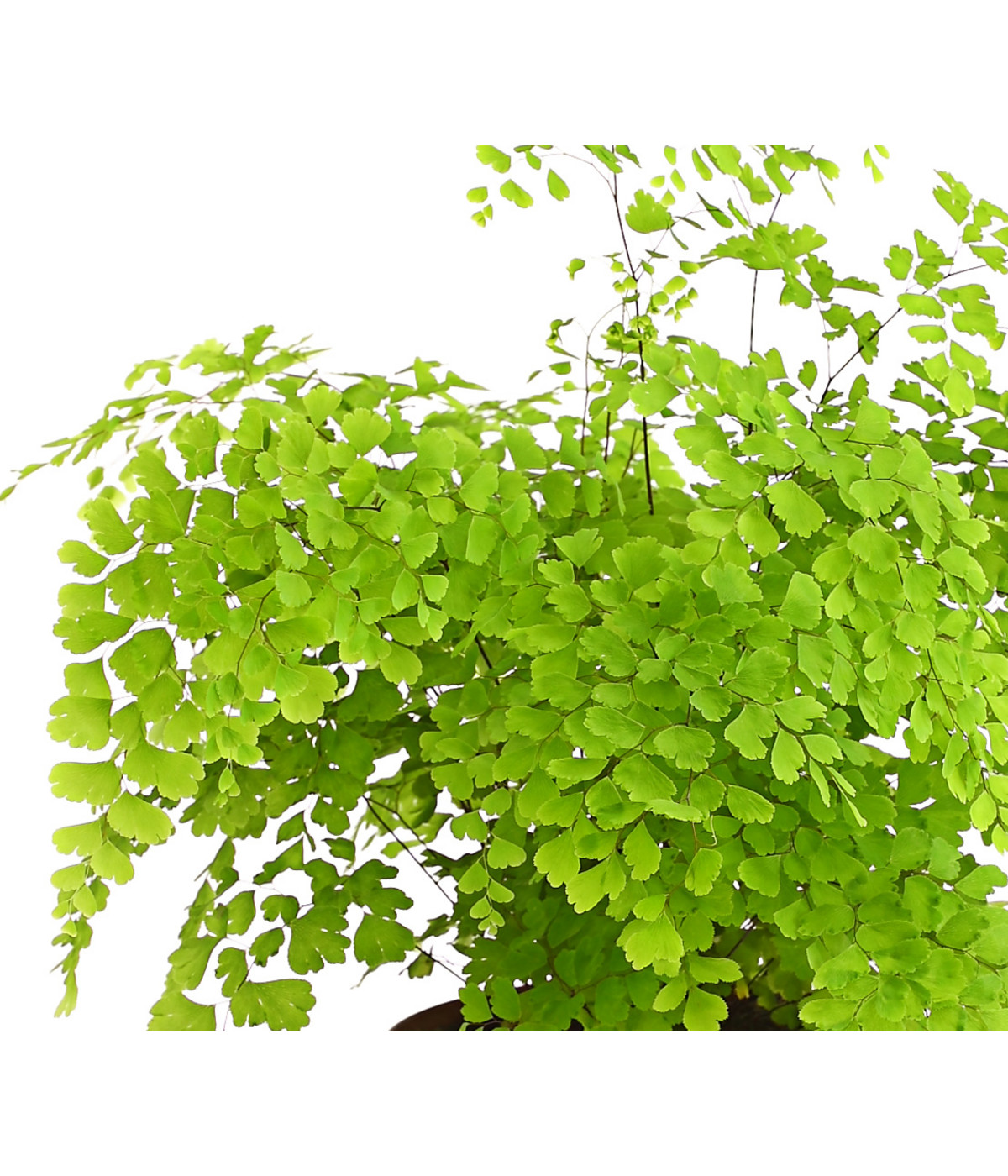 Frauenhaarfarn Adiantum raddianum Dehner