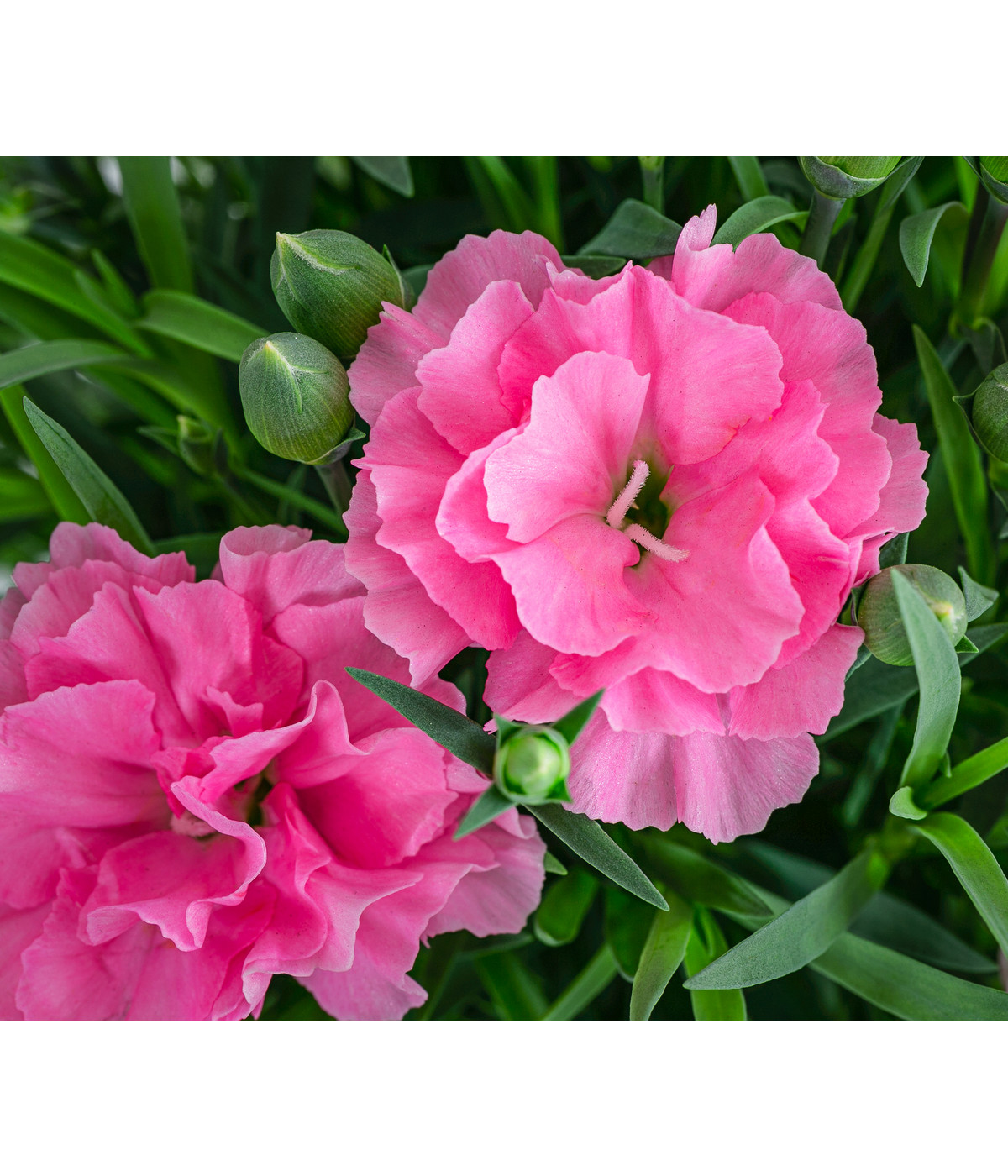 GartenNelke 'I Love You' Dehner