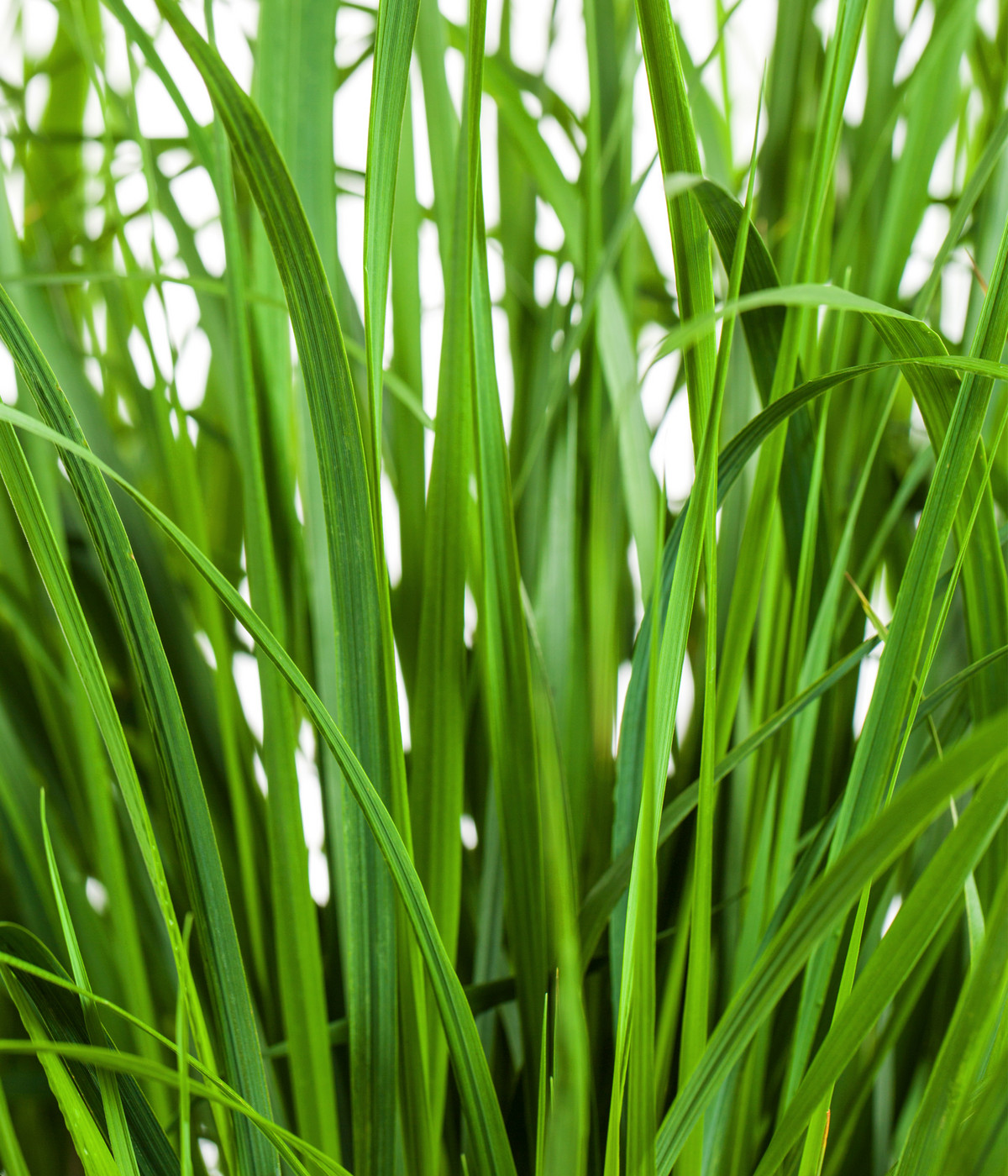 GartenReitgras 'Karl Foerster' Dehner