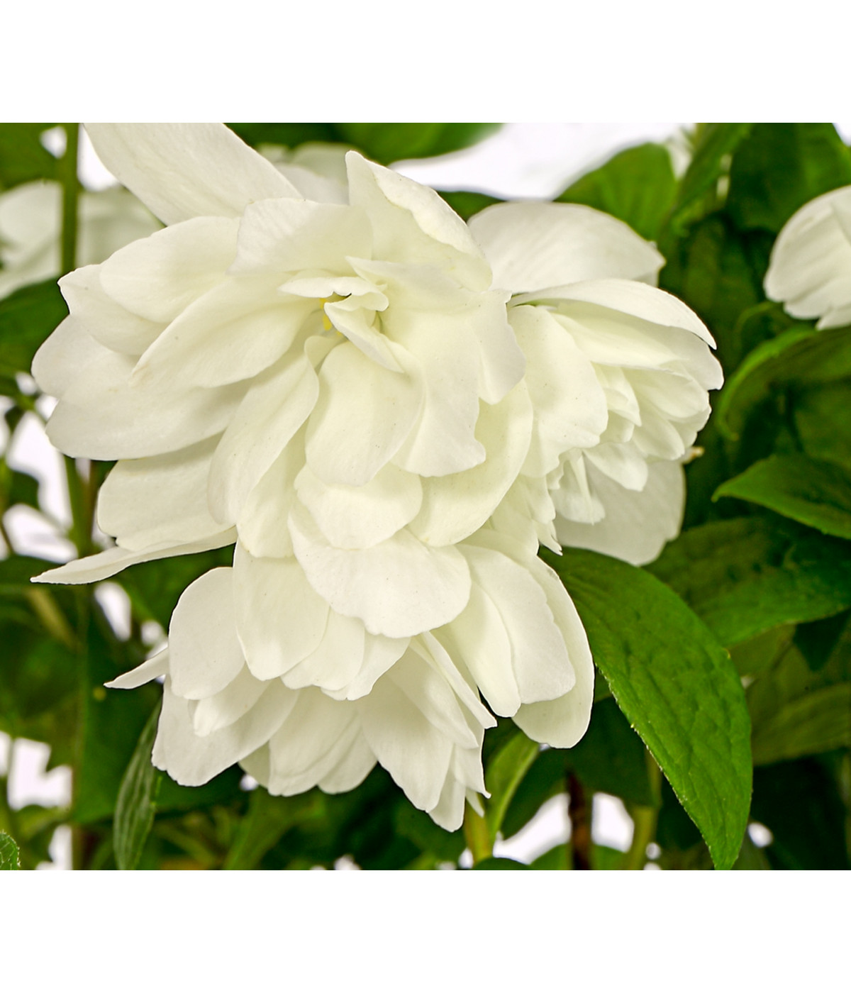 Gefüllter Gartenjasmin 'Snowbelle' Dehner