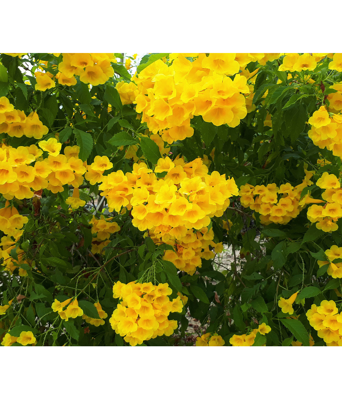 Gelbe Trompetenblume 'Flava' Dehner