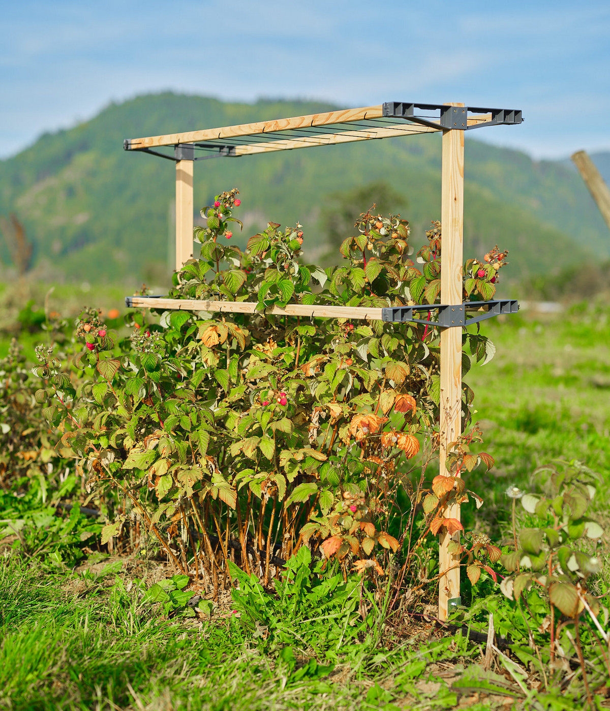 Gusta Garden BeerenRankhilfe Berry Buddy, ca. B119/H139/T35 cm Dehner