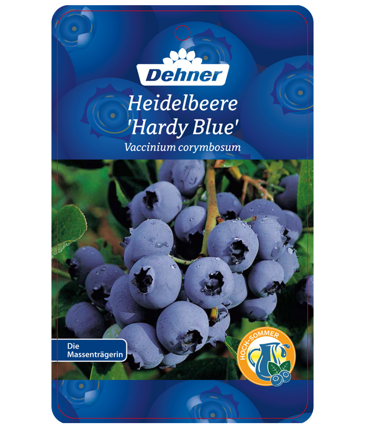 Heidelbeere 'Hardyblue' Dehner
