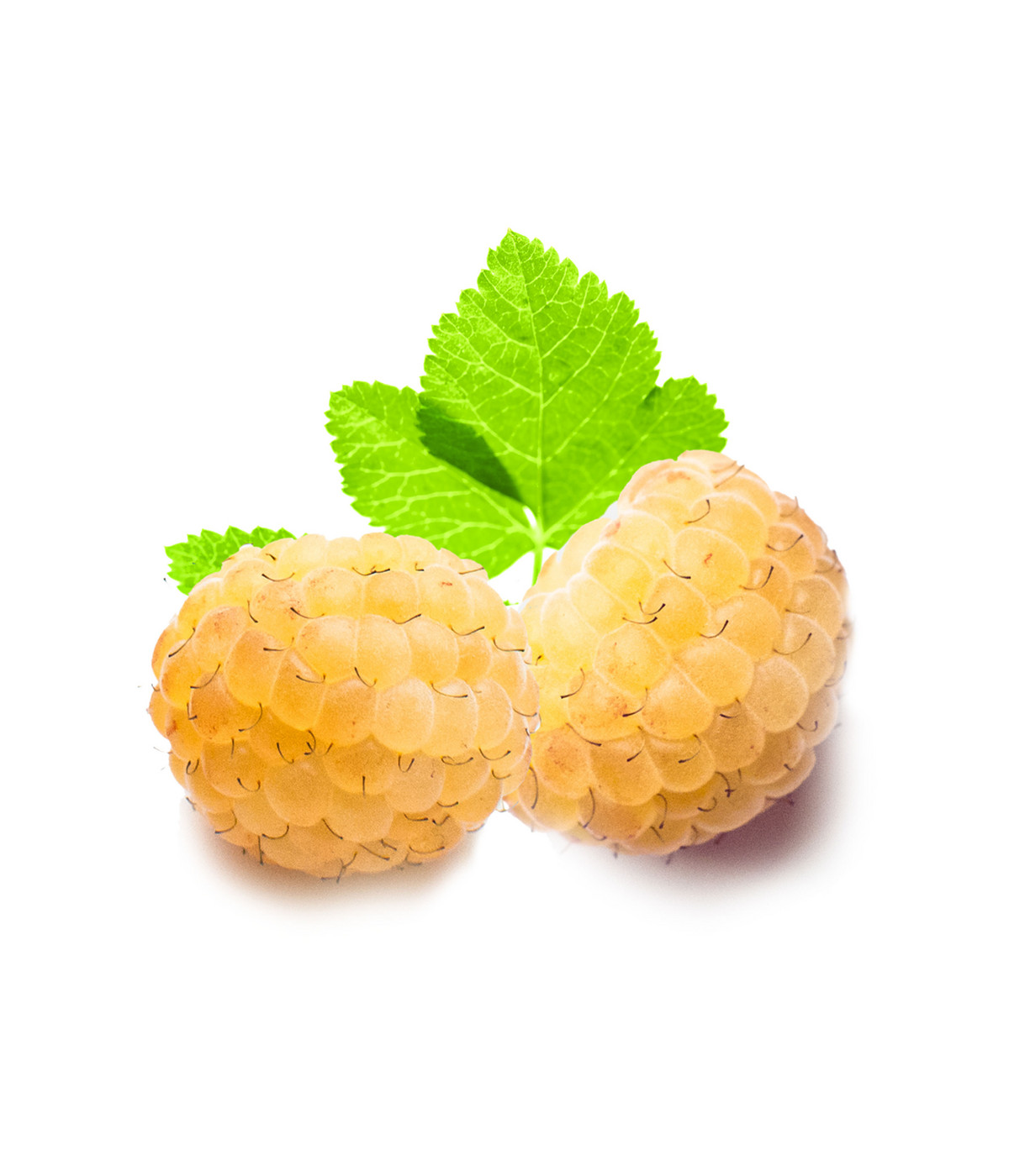 Himbeer-Brombeer-Set Beerentöne, 4-teilig | Dehner