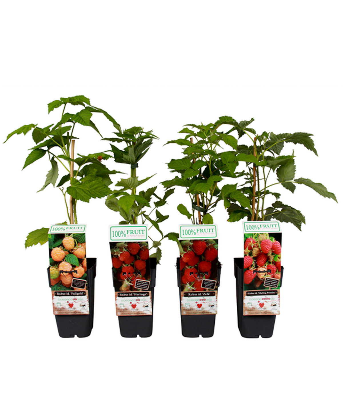 Himbeer-Set Himbeer-Quartett, 4-teilig | Dehner