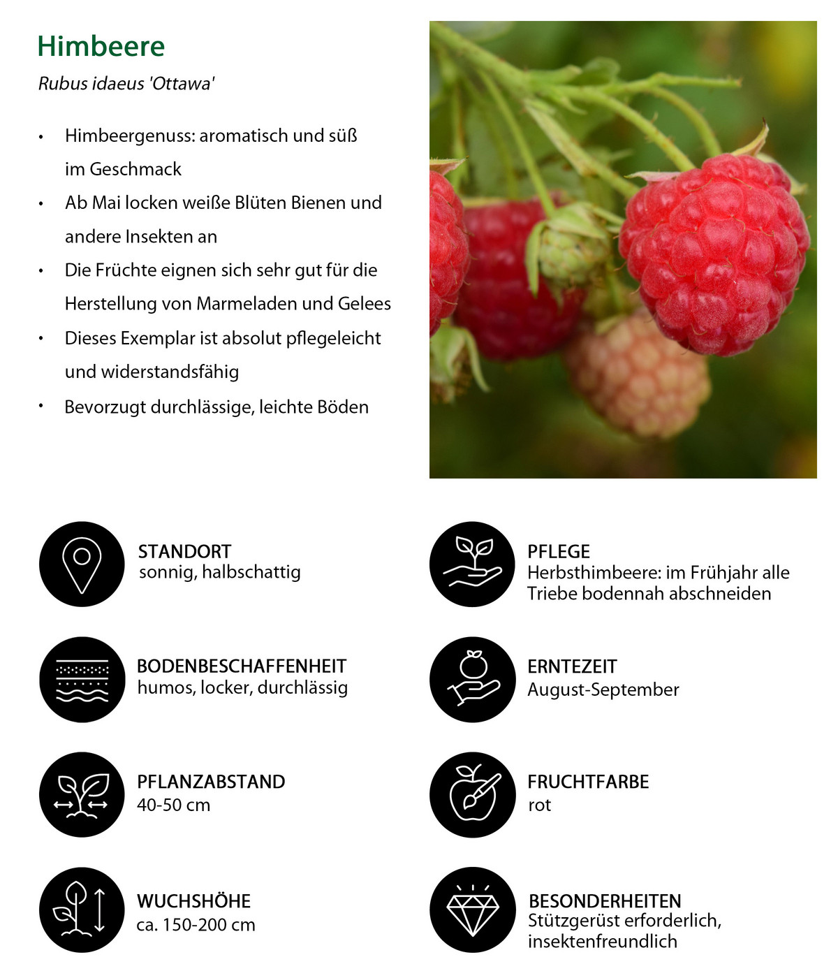 Himbeer-Set Himbeer-Quartett, 4-teilig | Dehner