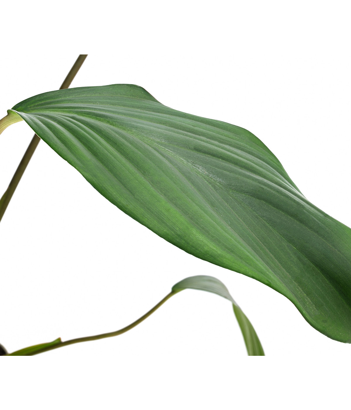 Homalomena Homalomena rubescens Dehner