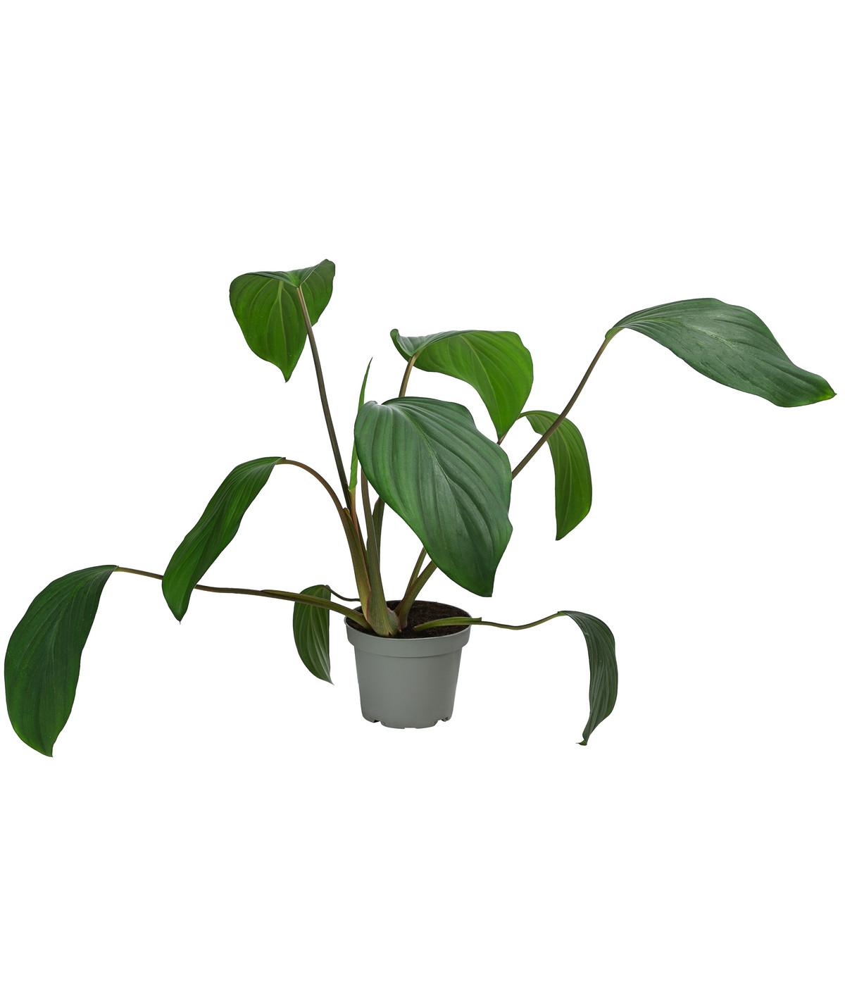 Homalomena Homalomena rubescens Dehner