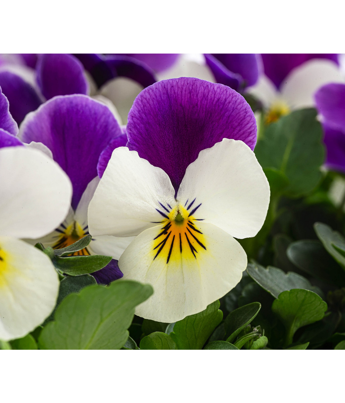 Hornveilchen in Schale, verschiedene Farben Dehner