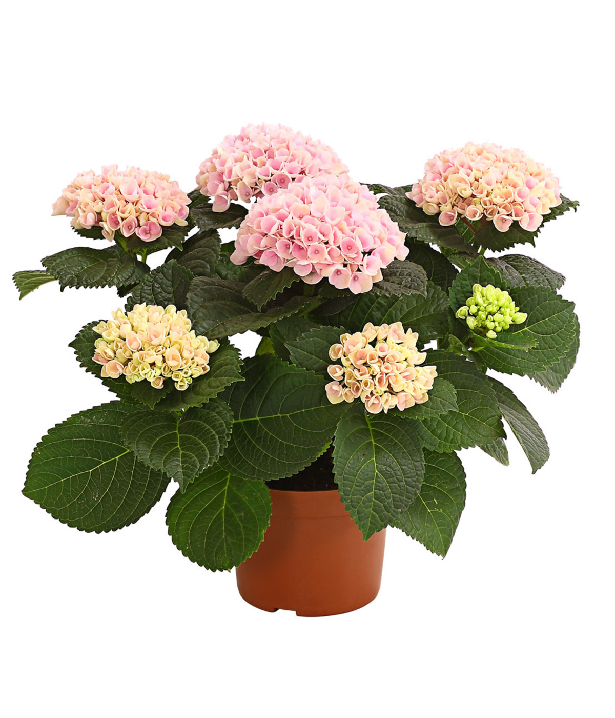 Hortensie 'Magical', verschiedene Farben Dehner