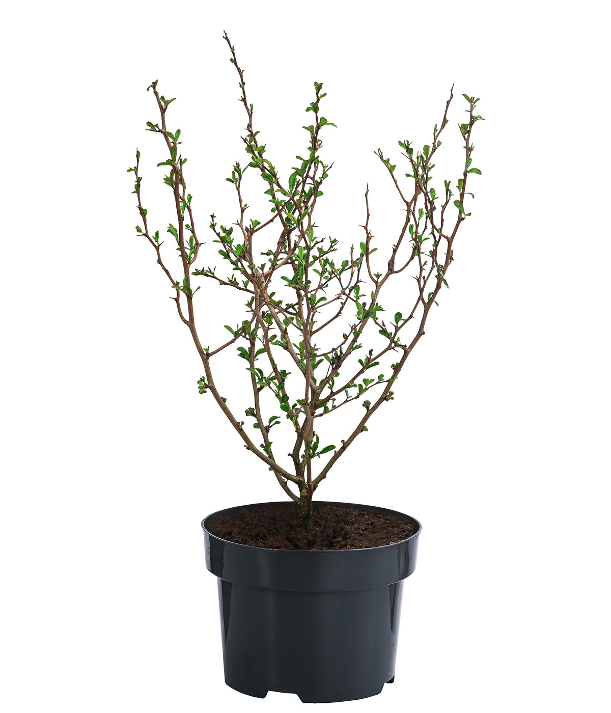 Japanische Zierquitte Dehner