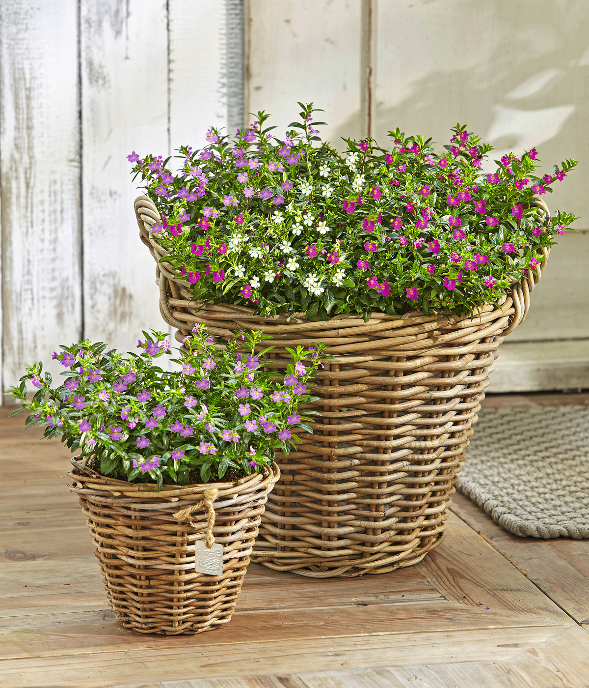 KöcherblümchenDuo Dehner